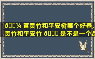 🌼 富贵竹和平安树哪个好养,富贵竹和平安竹 🐎 是不是一个品种